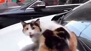 Hungry cat 4