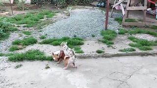 Simple Funny Dogs