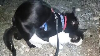 Black Cats Mating