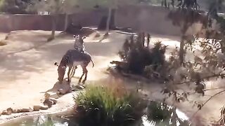 Zebra Mating