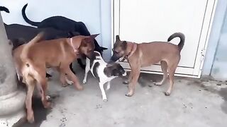 Funny Dogs Group