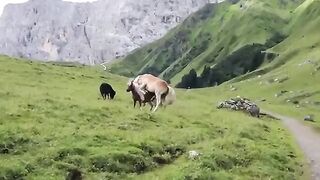 Horse Playing