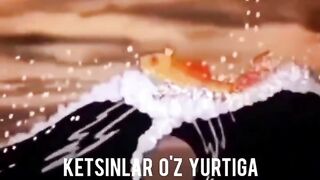oltin baliq