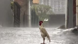 Rain Satisfing 2
