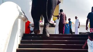 elephant 4