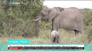 Breakthrough: Cheap Test Unveils Illegal Ivory Trade Secrets