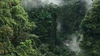 Rain Forest 2