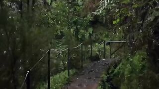 Rain Forest Waterfall