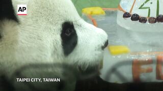 Taipei zoos giant panda Yuanbao celebrates her 5th birthday with an ice
