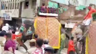 Video Detik-detik Gajah Ngamuk, Serang Pawang dan Injak Kerumunan di Festival Rath Yatra