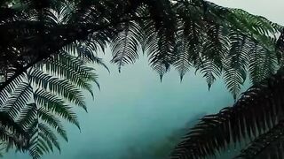 Tropical Rainforest