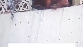 Content   Horrific scenes in Gaza  The Israeli army incinerated an entire family in a direct missile