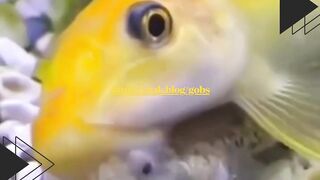 Si ikan ini nggak cuma makan, tapi juga mengkokop temannya!