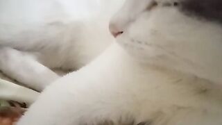 قطة جميل