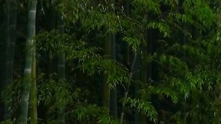 Bambo Forest