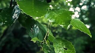 Leaf In The Rain