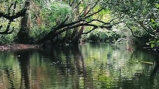 Into The Forest