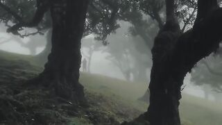 Dark Forest 2