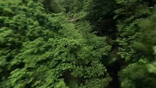 Tropical Rain Forest