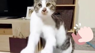 funny cats 50