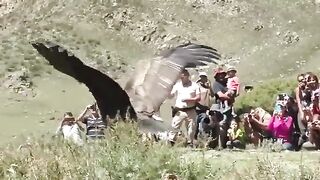 Magic Bird