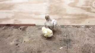Baby Turkey Chicks