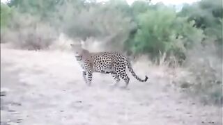 Smart Mother Cheetah  Cubs