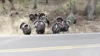 Nice Turkey Gobblings