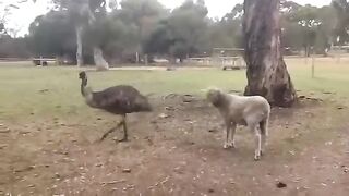 Emu Vs Sheep