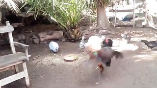Rare Amazing Fight