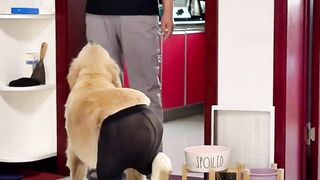 Anjing yang berlagak seperti model lucuu