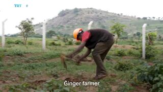 Nigeria's Ginger Crisis: Blight Disease Threatens Exports