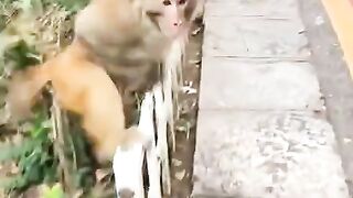FunVideo 5