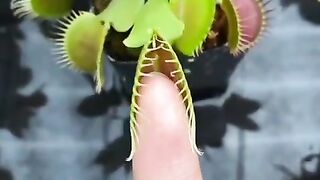 Natural Video 2