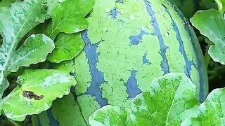 Fruit  vegetables   THE SONG WITH THE GARDEN  songenjoyfeelitreel