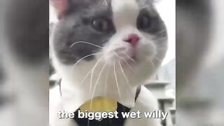 Cats speaking English