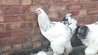 Brahma white