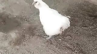 Fhcvbnnbcc
