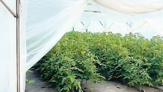 ФЕРМА ТУЛЕСКУ РУМЪНИЯ