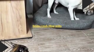 Anjing lagi dimarahin sama kucing, eh malah takut banget!