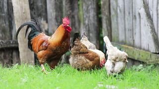 Chiken 8