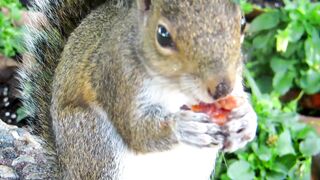 A squirrel is eating a nut.