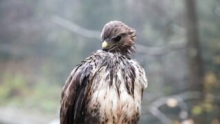 Burung elang basah