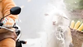 Funny cat videos 24