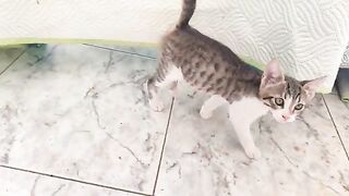 Shy Boy Humphrey the kitten rescuekitten