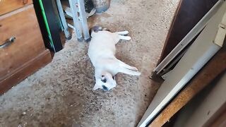 Rescue Cat, Mr Marengo and the bug