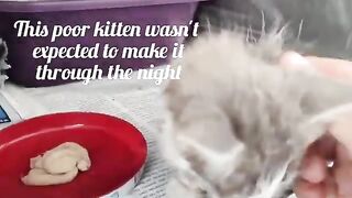 Kitten beats the  prevails.