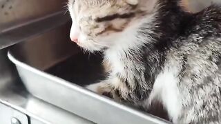 Rescue Kittens are Safe  in poor condition.