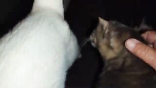 Protect your cat with Stray Cat Trevor