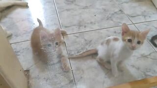 Maggies three Kittens are doing Good.